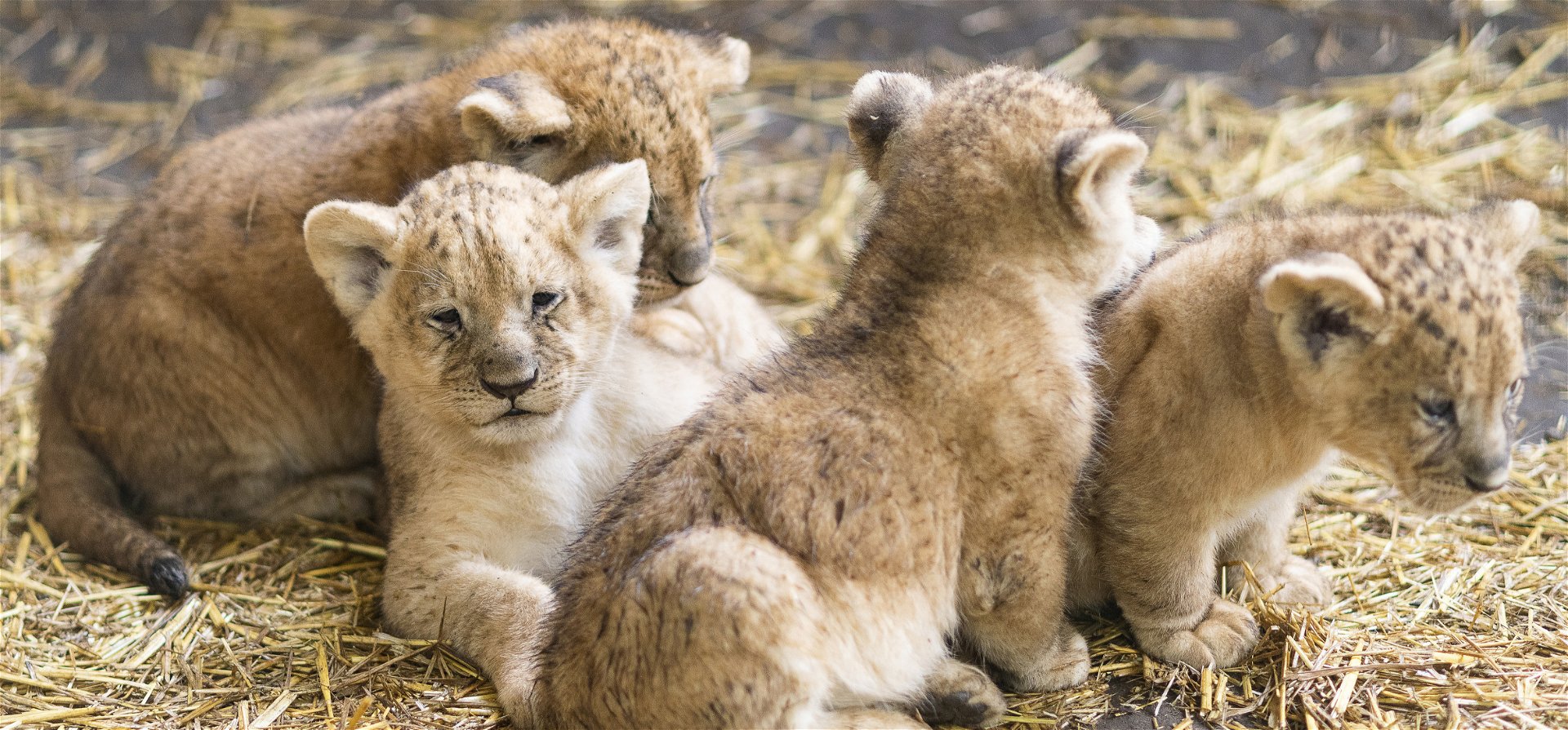 Négyes ikrek születtek a Nyíregyházi Állatpark oroszláncsaládjában