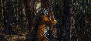 Fát ölelő tigris – itt az év természetfotója