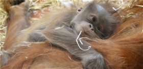 Féltestvére született Móricnak, a Budapesti Állatkert orangutánbébijének