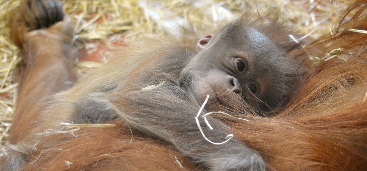 Féltestvére született Móricnak, a Budapesti Állatkert orangutánbébijének