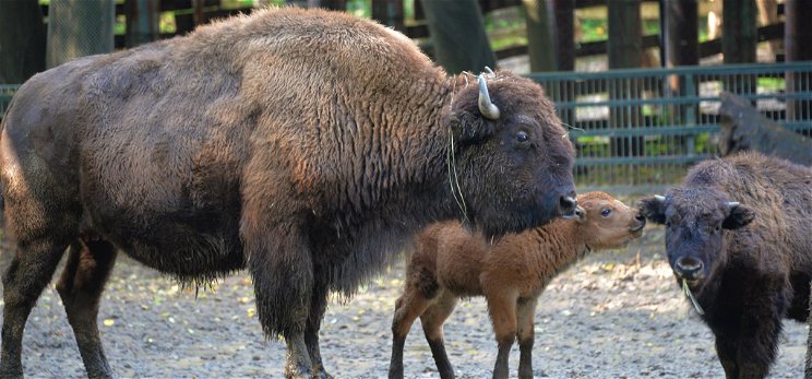 Amerikai bölény született a Nyíregyházi Állatparkban