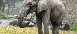 2 év után visszatért családjához a Nyíregyházi Állatpark elefántja