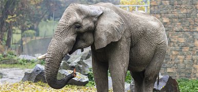 2 év után visszatért családjához a Nyíregyházi Állatpark elefántja