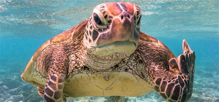 Egy morcos tengeri teknős fotója az idei Comedy Wildlife Photography Awards győztese