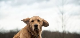 Száz kilométert tett meg egy kutya, hogy megtalálja gazdáit