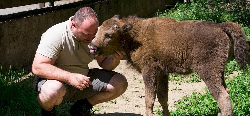 Visszatelepítették a vadonba a Nyíregyházi Állatpark bölényét
