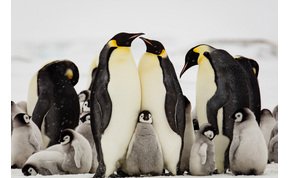 Rengeteg pingvin és fóka kerülhet veszélybe a világ legnagyobb jéghegye miatt