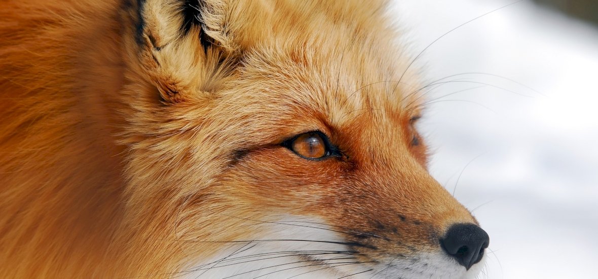 Csodálatos történet: a róka a fiú legjobb pajtija lett, miután megmentette az életét