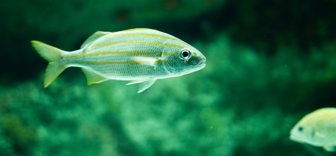 A hal, amelyben drog van: totál beállsz, beszédülsz és hallucinálsz, ha megeszed 