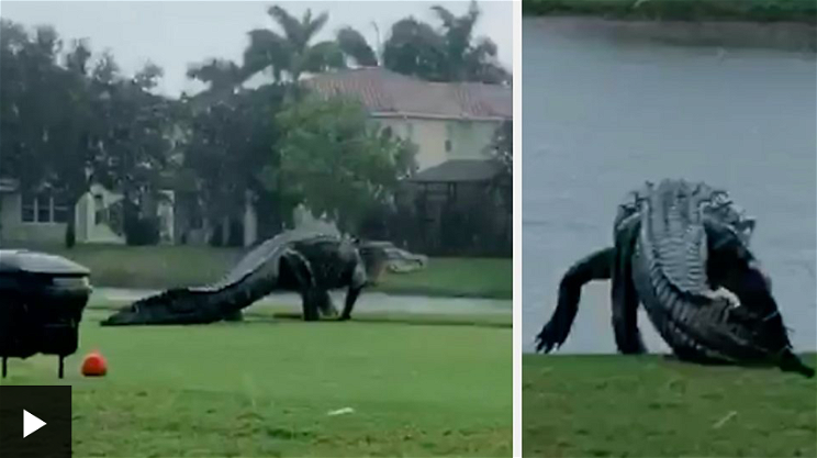 Kitört a frász, meghűlt a vér: gigantikus méretű aligátor sétált be egy golfpályára - videó