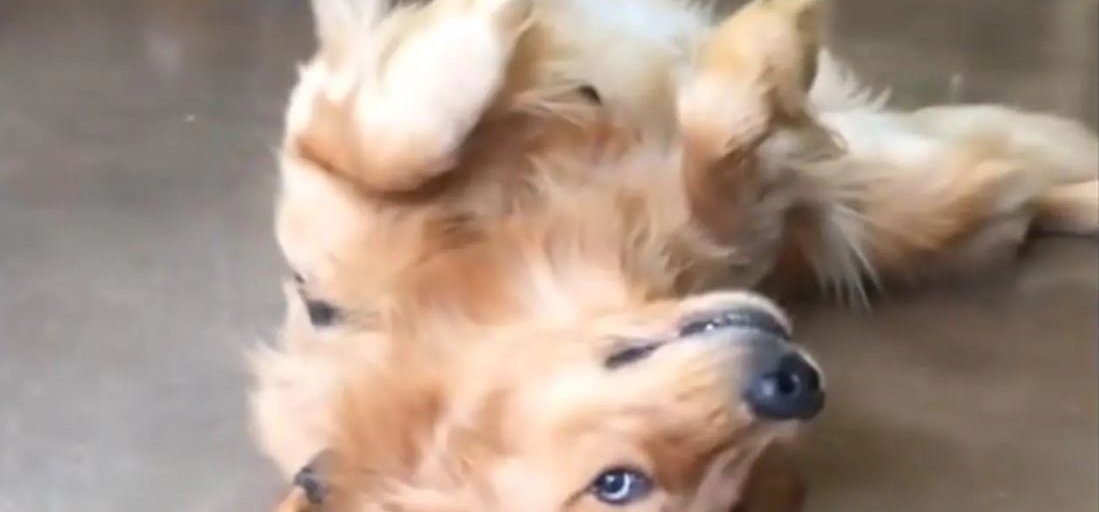 Egy földön fekvő hisztis kutya az internet új sztárja - videó