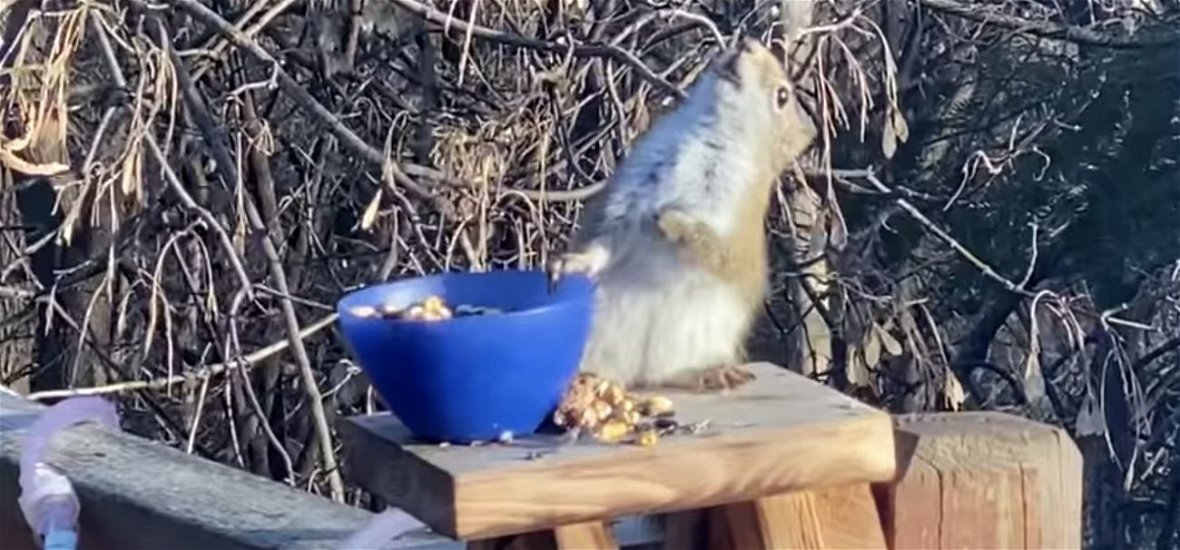 Erjesztett körtétől berúgott mókus az internet legújabb szenzációja – videó