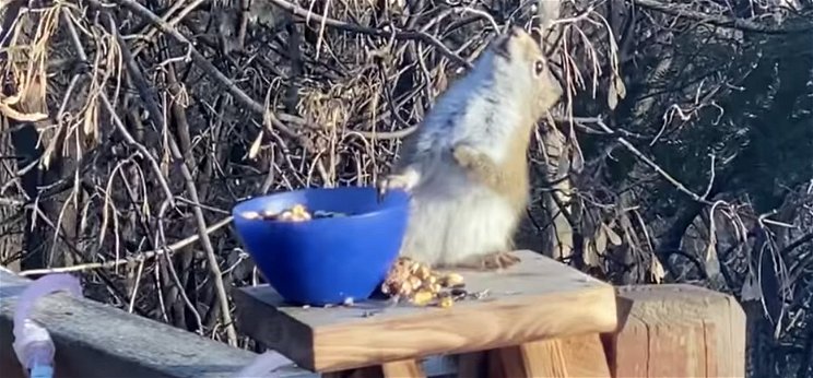 Erjesztett körtétől berúgott mókus az internet legújabb szenzációja – videó