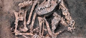 Kőkorszaki kutyafajtát fedeztek fel Svédországban egy ásatáson