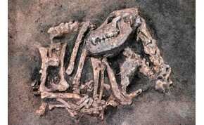 Kőkorszaki kutyafajtát fedeztek fel Svédországban egy ásatáson