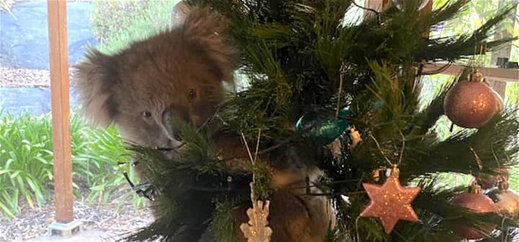 Karácsonyfadísz akart lenni a koala, ezért „betört” egy családi házba – fotó