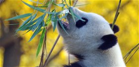 Kaki-kutatók nagy áttörése: kiderült, miért kenik be lókakival a fejüket a pandák