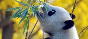 Kaki-kutatók nagy áttörése: kiderült, miért kenik be lókakival a fejüket a pandák