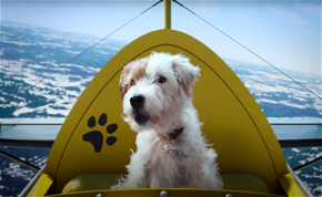 Repülő kutyák, akik Zoom-on chatelnek – Megérkezett a Microsoft ünnepi reklámfilmje