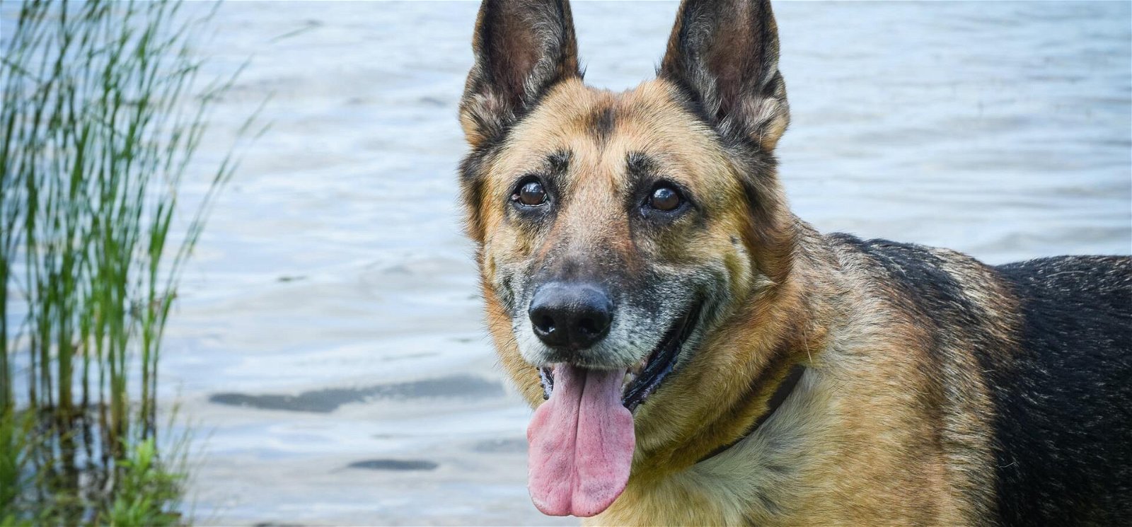 Kvíz: tudod, hogy hívták a leghíresebb magyar kutyát? Imádni fogod az összes kérdést