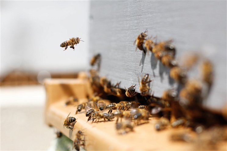 A méhek a kaki hasznosítás mesterei, a Földön nincs párja a zsenialitásuknak
