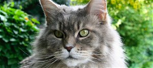 Macska párosodott mosómedvével? Elképesztő új macskafajta született?