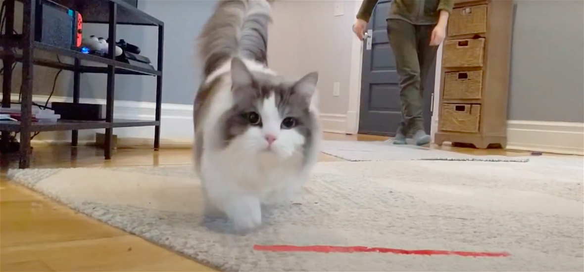 Felül macska, alul kutya: íme a világ egyik legédesebb macskafajtája, a tacskómacska - videó