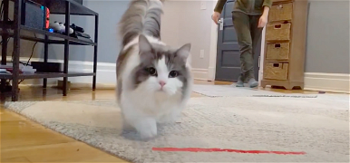 Felül macska, alul kutya: íme a világ egyik legédesebb macskafajtája, a tacskómacska - videó