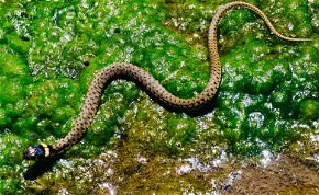 Halott kígyó megmarhat egy embert? Fej nélküli kígyó megtámadhat bárkit? - videó