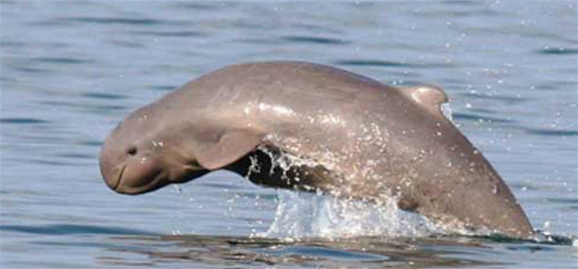 Orr nélküli delfint fényképeztek le? Nem, egészen másról van szó - videó