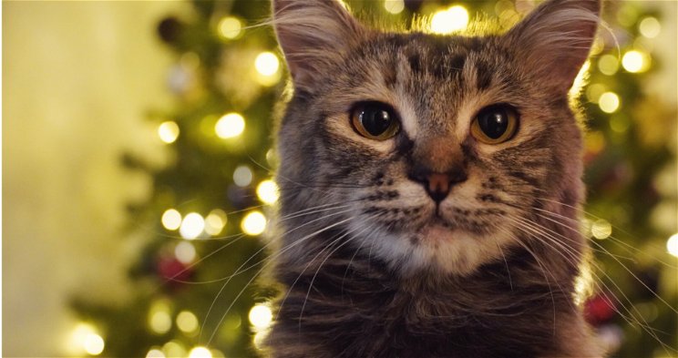 Kiderült, miért gondolják azt a macskák, hogy a karácsony csakis róluk szól - Napi okosító