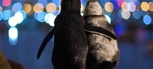 Két pingvin egymást ölelve nézi a fényeket – megható történet húzódik a háttérben