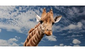 Törpe zsiráfot sikerült levideózni Afrikában