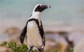 Napi cukiság: pápaszemes pingvin született a Szegedi Vadasparkban