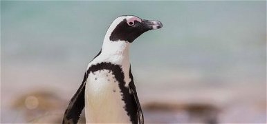Napi cukiság: pápaszemes pingvin született a Szegedi Vadasparkban