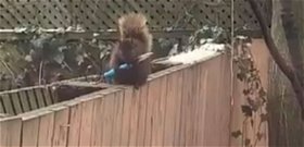Késsel portyázó mókus tartja rettegésben a szomszédságot