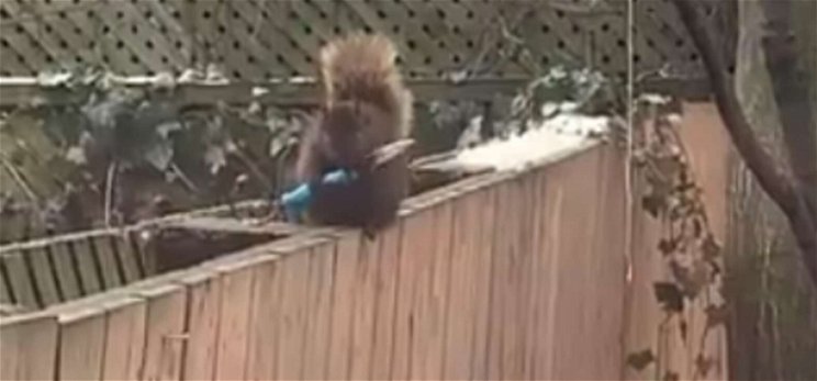 Késsel portyázó mókus tartja rettegésben a szomszédságot