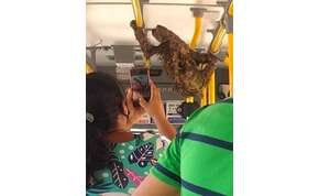 Magányos lajhár várt a forgalmas buszmegállóban, a sofőr adott neki egy fuvart