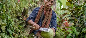 Indonéziában kókuszdióval és a levelekkel is fizethetik tandíjukat a diákok