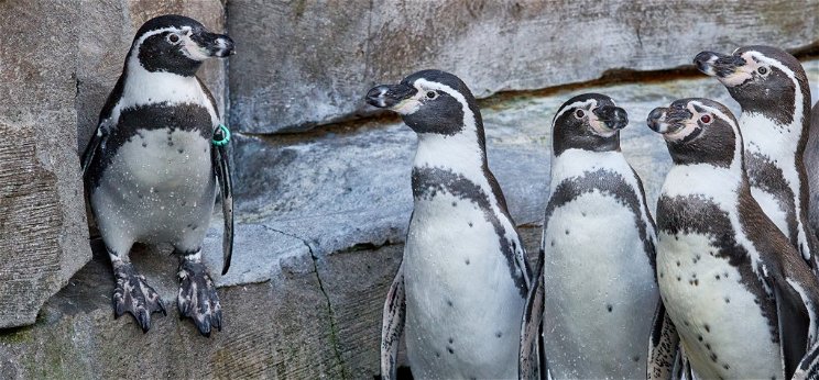 Állati találkozás: ha két pingvincsapat összefut, zavar támad az erőben – videó