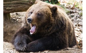 Közeledik a tavasz? Előbújtak a medvék a Szegedi Vadasparkban – videó