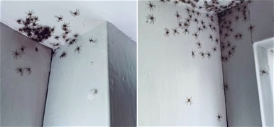 Több száz óriáspók mászott elő a falból egy gyerekszobában, kitört a pánik az interneten - videó