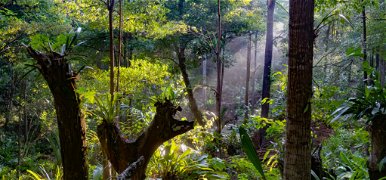 180 év után újra látták a titokzatos szárnyas élőlényt a borneói esőerdőben