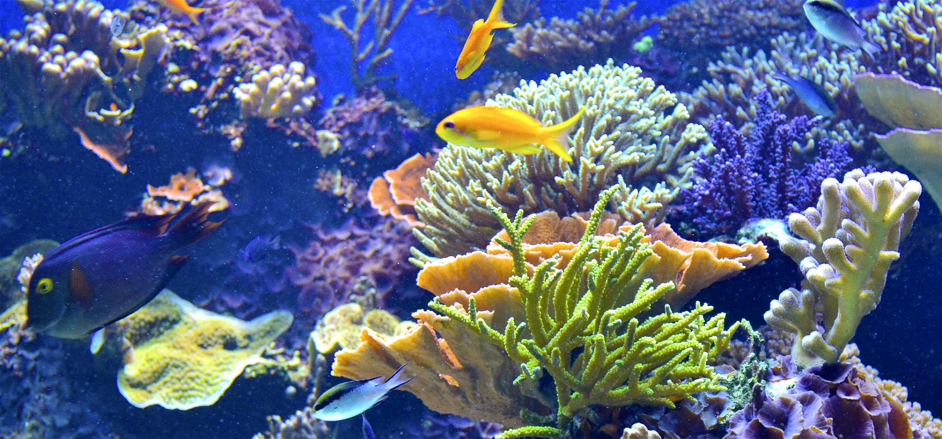 Kiderült, hány korall élhet a Csendes-óceánban, és döbbenetes szám jött ki