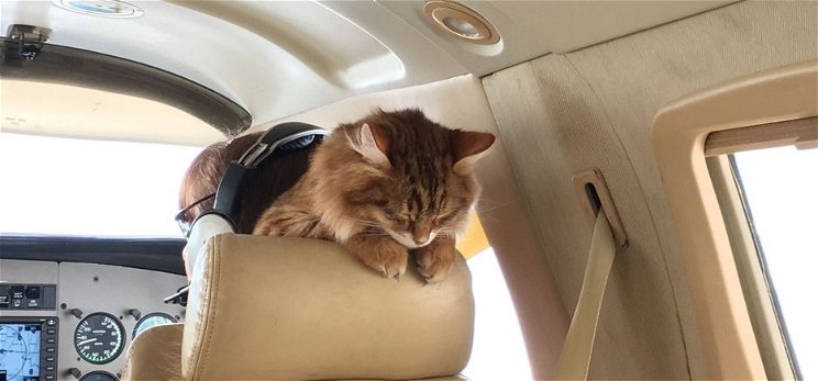 Egy kóbor macska majdnem tömegkatasztrófát okozott egy utasszállító repülőgépen