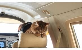 Egy kóbor macska majdnem tömegkatasztrófát okozott egy utasszállító repülőgépen