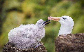Hiába 70 éves már Wisdom, az albatrosz, újabb fiókája született