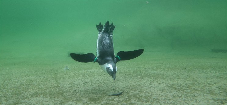 Ötletes módon menekült meg a pingvin az őt üldöző gyilkos bálnák elől