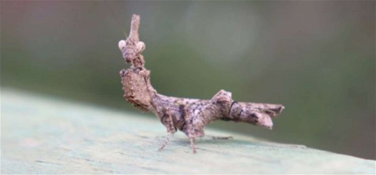 Rejtélyes rovarfajtára bukkant egy házaspár