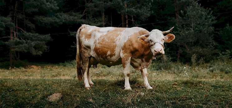 Kvíz: a Túró Rudi neve egy perverz utalás, a Milka csokit egy tehénről nevezték el? Leleplezzük a legendákat